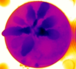 Image infra-rouge de rosette